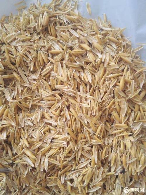麥殼批發 燕麥殼作為牛羊飼料的優勢與市場行情分析