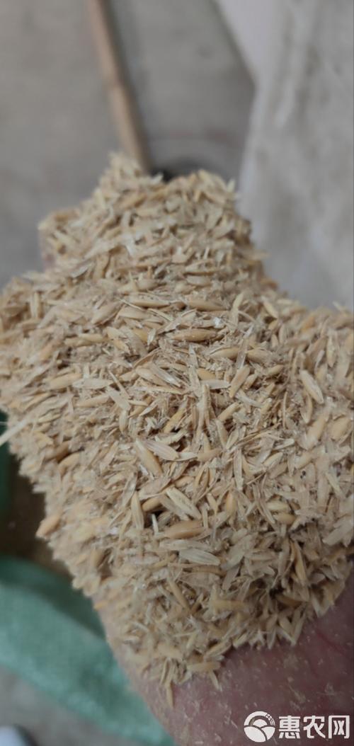 從燕麥殼到麥殼網(wǎng)絡(luò) 一場(chǎng)關(guān)于自然、邊界與歸屬的再定義
